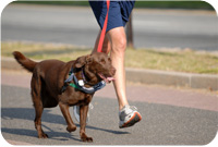 wandelen met de hond